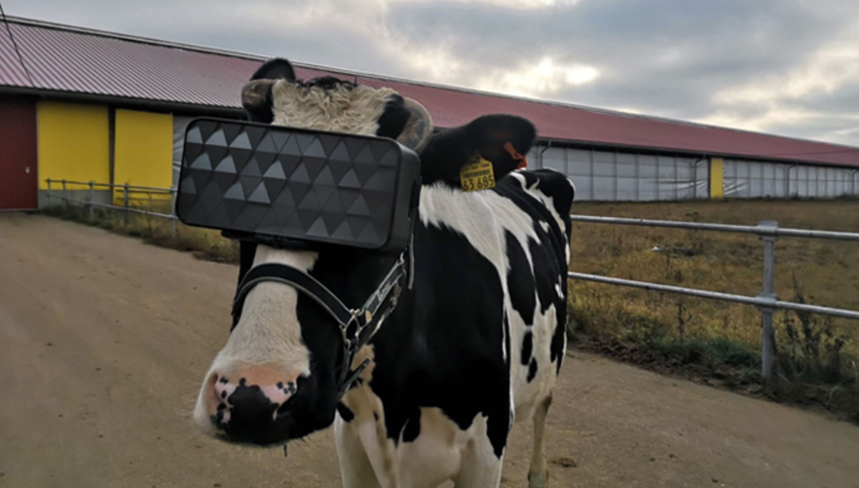 เกษตรกรรัสเซีย ให้วัวใส่แว่น VR หวังเพิ่มปริมาณน้ำนม !!